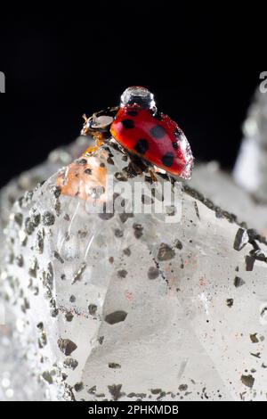 Un petit coccinelle rouge marche avec une goutte sur son dos sur une belle pierre. Banque D'Images