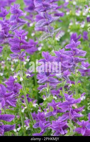 Salvia viridis Blue denim, Salvia Blue denim, Clary Sage Blue denim, bushy annuel, Spikes Blue flowers Banque D'Images