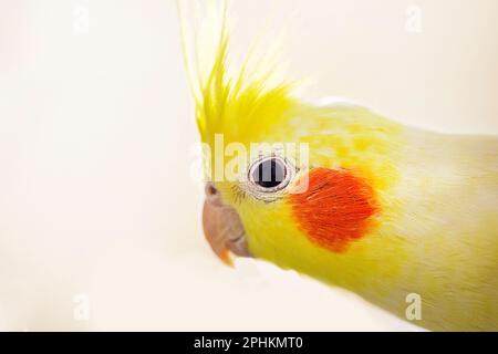 gros plan d'un drôle de perroquet de cocatier mâle de couleur jaune sur un fond clair Banque D'Images