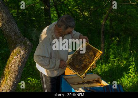 Beau portrait extérieur de paysan ukrainien prenant le cadre plein d'abeilles tout en travaillant dur dans sa propre cour d'abeilles Banque D'Images