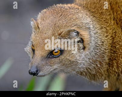 Une monoie est un petit mammifère carnivore terrestre appartenant à la famille des Herpestidae. Banque D'Images