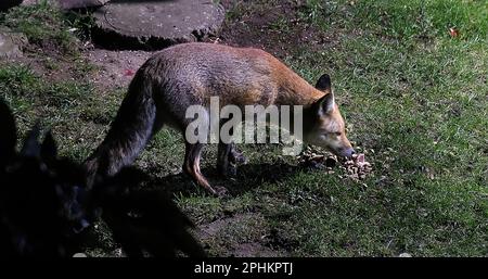 Le renard roux est le plus grand des vrais renards et l'un des membres les plus largement distribués de l'ordre de Carnivora Banque D'Images