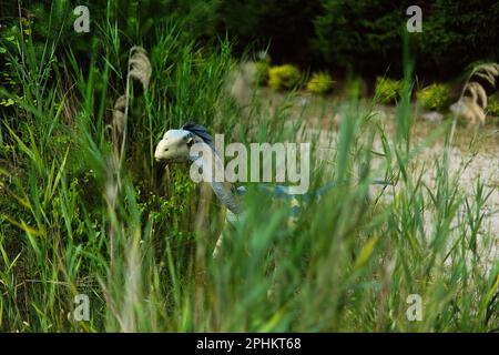 Parc dinozaurów W Łebie W północnej Polsce nad morzem Bałtyckim. Banque D'Images