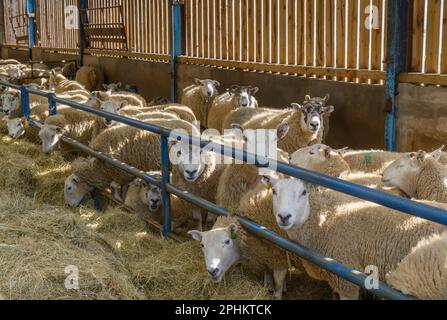 Le lambing Shed à Kentmere Hall à Cumbria Banque D'Images