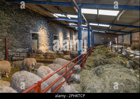 Le lambing Shed à Kentmere Hall à Cumbria Banque D'Images