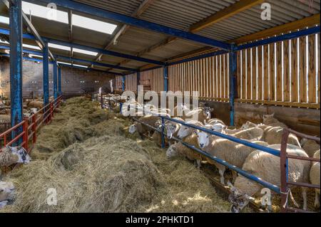 Le lambing Shed à Kentmere Hall à Cumbria Banque D'Images