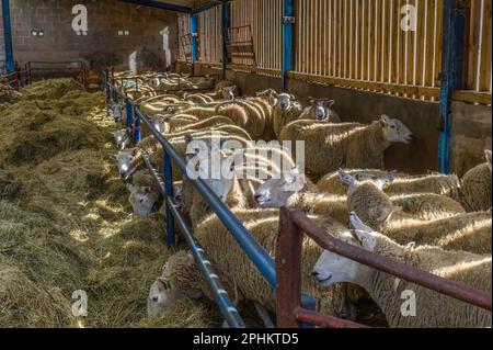 Le lambing Shed à Kentmere Hall à Cumbria Banque D'Images