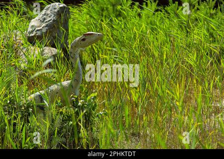 Parc dinozaurów W Łebie W północnej Polsce nad morzem Bałtyckim. Banque D'Images