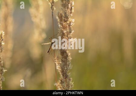 Grand crâne ( Tipulidae ) à la lumière du soleil sur une plante Banque D'Images