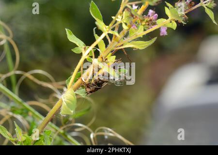 Le cricket commun du Bush ( Pholidoptera griseoaptera ) sur une plante Banque D'Images