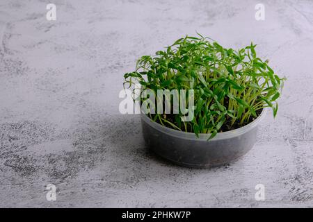 grains de papier microverts frais sur fond de béton léger. Plantes en pleine croissance à la maison Banque D'Images