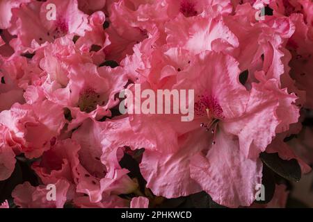azalée rose au premier plan Banque D'Images