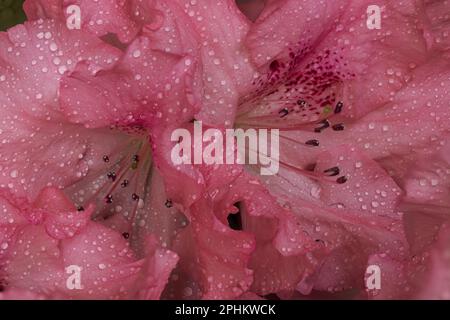 gros plan de fleurs d'azalée rose Banque D'Images
