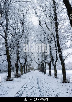 Une ligne d'arbres dans un parc de la ville dans la neige. Descendre l'avenue de Fess dans Birchfields Park, Manchester, un matin d'hivers froids Banque D'Images