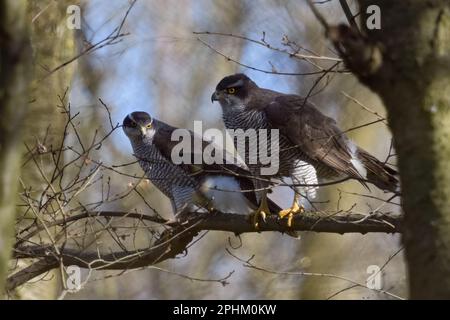 Homme et femme... Goshawk * Accipiter gentilis *, paire de goshawks assis les uns à côté des autres dans l'arbre après l'accouplement Banque D'Images