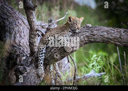 Un jeune léopard cub est vu dans le delta de l'Okavango le 9 janvier 2023 Banque D'Images