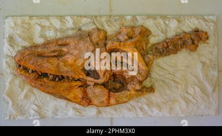 Crâne de dinosaure trouvé au Danemark. Banque D'Images