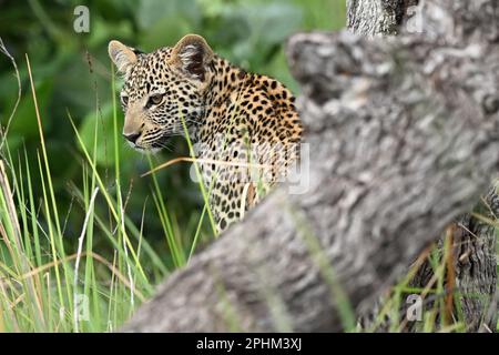 Un jeune léopard cub est vu dans le delta de l'Okavango le 9 janvier 2023 Banque D'Images