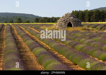 Paysage de lavande et de borie. Ferrassières, Drôme, France Banque D'Images