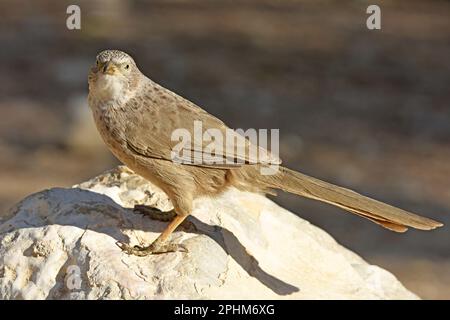 Babyler arabe, Turdoides squamiceps, portrait Banque D'Images