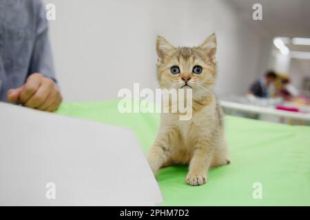 Un chaton écossais de race droite est assis sur un tapis vert. Espace de copie, gros plan. Banque D'Images