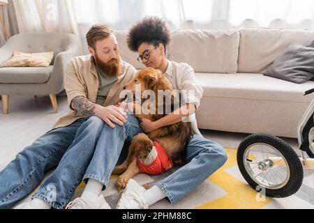 Homme barbu parlant à une petite amie afro-américaine près d'un chien handicapé sur le sol dans le salon, image de stock Banque D'Images