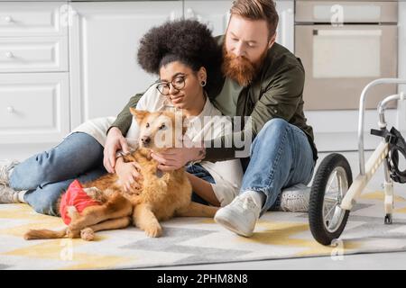 Homme barbu touchant un chien handicapé près d'une petite amie afro-américaine à la maison, image de stock Banque D'Images