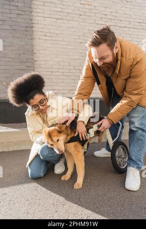 Couple multiethnique positif prenant soin du chien handicapé en fauteuil roulant dans la rue urbaine, image de stock Banque D'Images