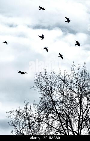 La silhouette des oiseaux volant au-dessus des arbres sans feuilles en hiver. Banque D'Images