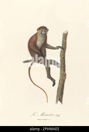 Illustration singe antique. Simia Cephus Banque D'Images