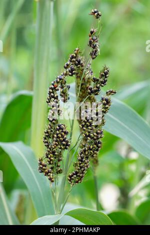 Millet noir, sorgho nigrum, herbe tropicale herbe ornementale annuelle, les graines brunes deviennent noires quand mûres Banque D'Images