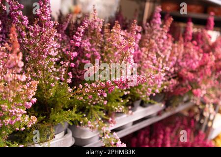 Fleurs chinées fleurs en gros, fleurs d'Erica floues, Macro photo de jardinier chiné en pots au marché, belles fleurs de Calluna en fleurs avec Sele Banque D'Images