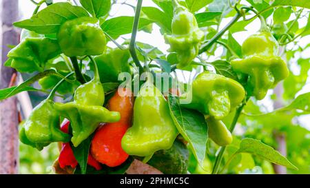 La couronne de l'évêque, la cloche de Noël, ou chapeau de joker, est un poivre, un cultivar de l'espèce Capsicum baccatum var. pendule Banque D'Images