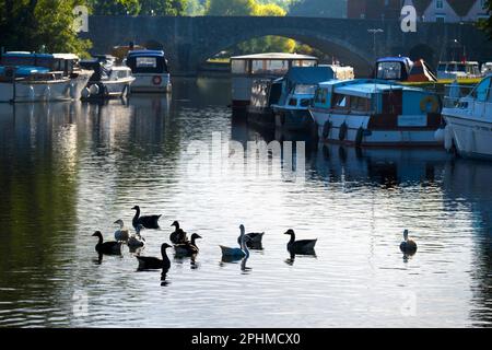 Abingdon prétend être la plus ancienne ville d'Angleterre.C'est son célèbre pont de pierre médiéval, un beau matin d'automne, vu du célèbre local Banque D'Images