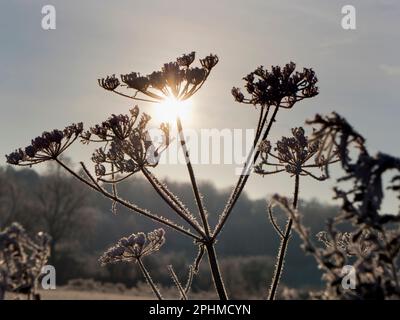 Anthriscus sylvestris, connu sous le nom de persil de vache, est une plante herbacée biannuelle ou vivace de courte durée de vie de la famille des Apiaceae.Il est très commun dans les prairies Banque D'Images