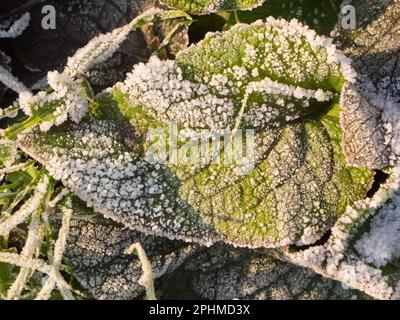 Une feuille étincelante et givrée sur le patio du jardin à l'extérieur de ma porte arrière à Radley Village, Oxfordshire. Parfois, vous n'avez pas besoin de chercher la photo, il vient Banque D'Images
