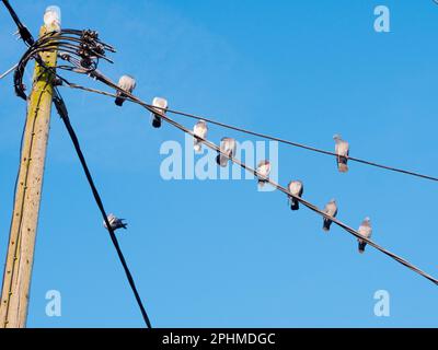 Qu'est-ce qui rend un point de percement souhaitable pour les pigeons ?Je ne sais pas mais, quels que soient les critères pertinents, ce poteau et feu de rue dans Lower Radley Vil Banque D'Images