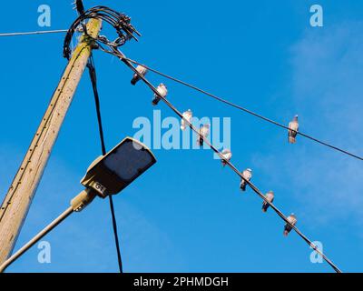 Qu'est-ce qui rend un point de percement souhaitable pour les pigeons ?Je ne sais pas mais, quels que soient les critères pertinents, ce poteau et feu de rue dans Lower Radley Vil Banque D'Images