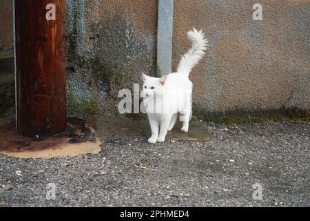 cat chats dans un village grec île Rhodes perdu place, Katze Katzen dans Griechland dans einem Dorf an einem verlassenen Ort Banque D'Images