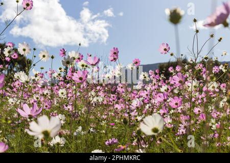 COSMOS est un genre à fleurs. Banque D'Images