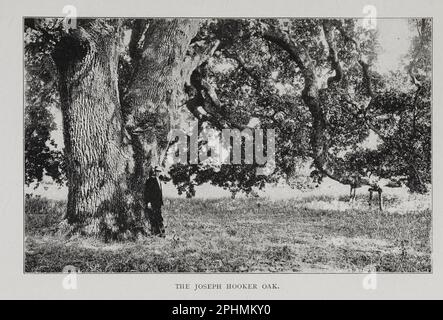 Le chêne de Joseph Hooker [ chêne de Hooker était un chêne de vallée extrêmement grand (Quercus lobata) à Chico, Californie. Le botaniste amateur et socialite locale Annie Bidwell, dont le mari avait fondé Chico, a nommé l'arbre en 1887 après le botaniste anglais et directeur des jardins botaniques royaux Sir Joseph Dalton Hooker. Il a été présenté dans le film de 1938 les aventures de Robin des Bois avec Errol Flynn. L'arbre est tombé en 1977 et des portions du bois ont été plus tard fraisées pour être utilisées par les artisans locaux. ] D'après le livre ' california, Romantic and Beautiful ' par George Wharton James Date de publication 1914 Éditeur Banque D'Images
