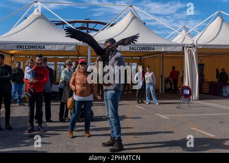 Santanyi, Espagne; mars 26 2023: Foire de chasse et de chasse dans la ville de Majorcan de Santanyi. Exposition d'un aigle aux touristes Banque D'Images