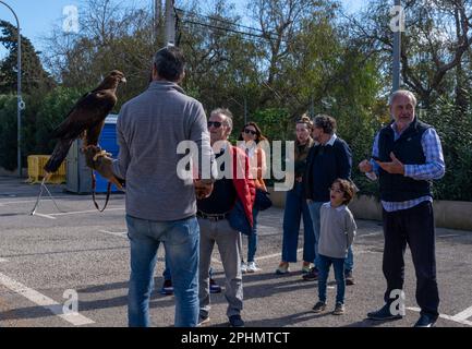 Santanyi, Espagne; mars 26 2023: Foire de chasse et de chasse dans la ville de Majorcan de Santanyi. Exposition d'un aigle aux touristes Banque D'Images