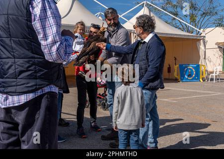 Santanyi, Espagne; mars 26 2023: Foire de chasse et de chasse dans la ville de Majorcan de Santanyi. Exposition d'un aigle aux touristes Banque D'Images