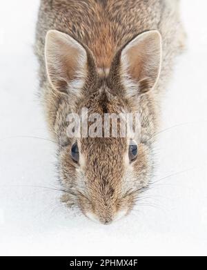 Gros plan d'un lapin de queue de cotonnière de l'est assis dans une forêt d'hiver. Banque D'Images