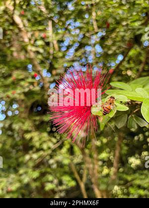 Gros plan vertical d'une abeille volant près d'une fleur de Calliandra pour polliniser Banque D'Images