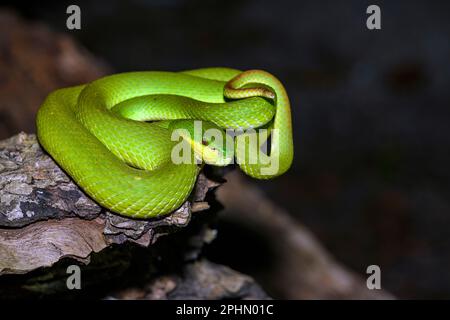 Vipère indonésien (Trimeresurus insularis) de l'île Komodo, Indonésie. Banque D'Images