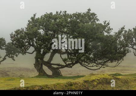 Arbres de Laurel anciens dans la forêt de Fanal, Madère. Parc mystique avec de vieux arbres. Banque D'Images