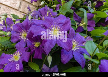 Purple Clematis grimpez le mur en été Banque D'Images