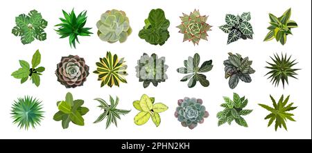 Ensemble de différentes plantes de maison vue de dessus. Illustration de Vecteur